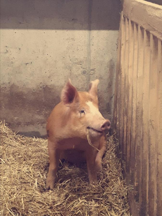 Appartamento Bauernhof Farnach Andelsbuch Esterno foto